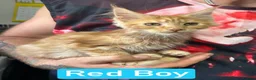 Maine Coon cats for sale: TICA Maine Coon Kittens Ready NOW.  - Advert 3