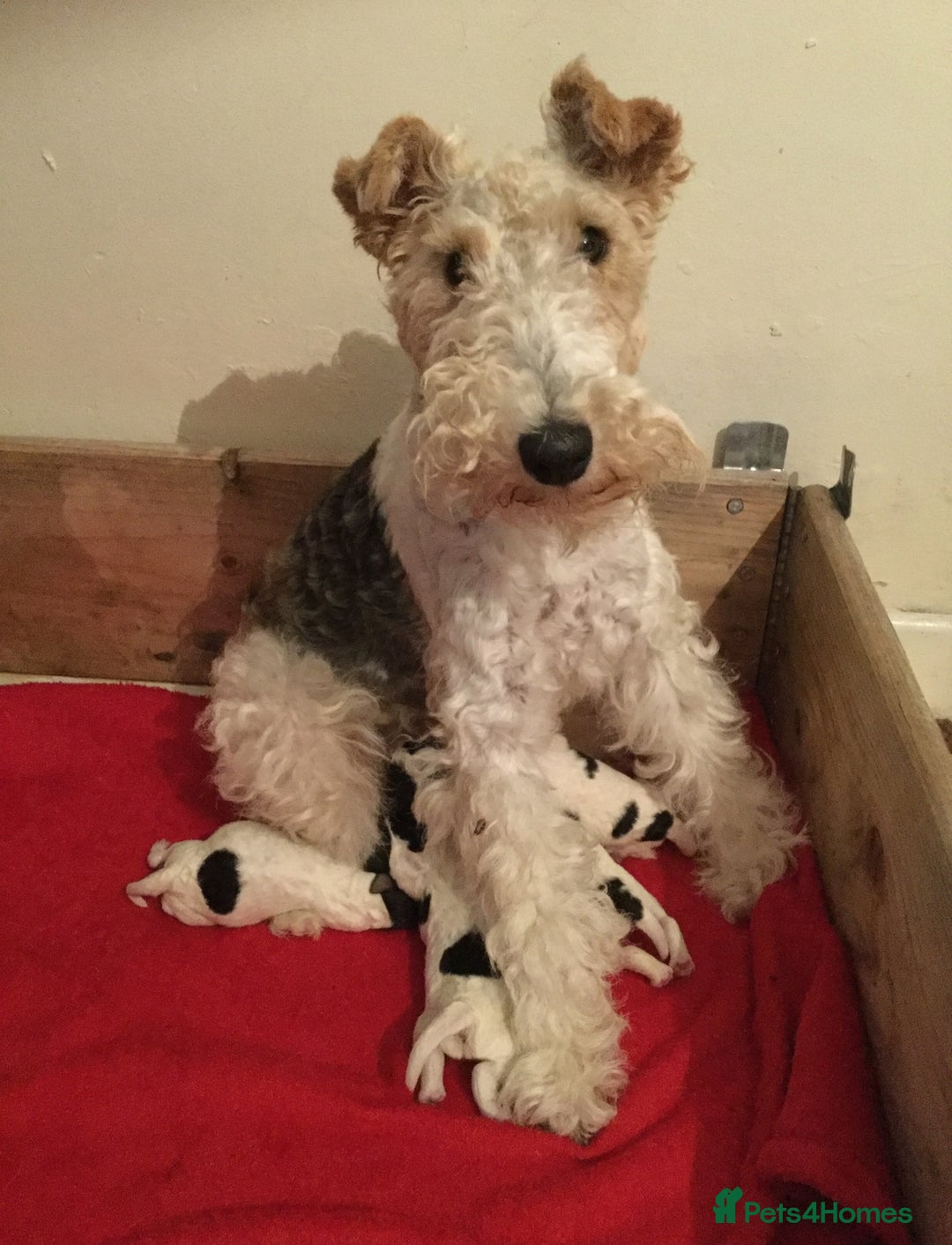 Fox Terrier dogs for sale: Wire Haired Fox Terrier Puppies - Image 6