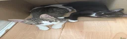 Domestic Shorthair cats for sale: 3mo Kittens: Vet Checked & Litter Trained - Advert 10