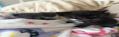 Ragdoll 2