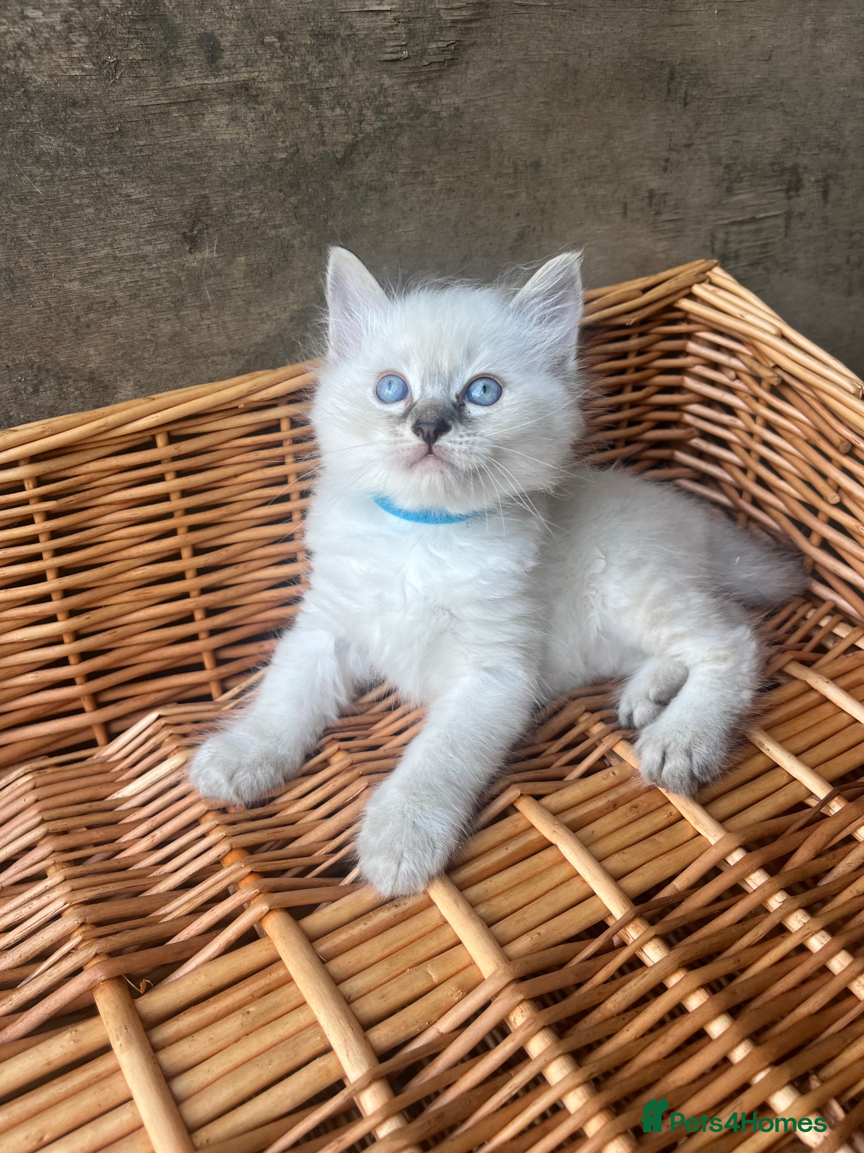 Ragdoll cats Fluffy ragdoll kitty’s  - Advert 18