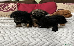 Toy Poodle dogs for sale: Beautiful Toy Poodle Puppies - Image 16