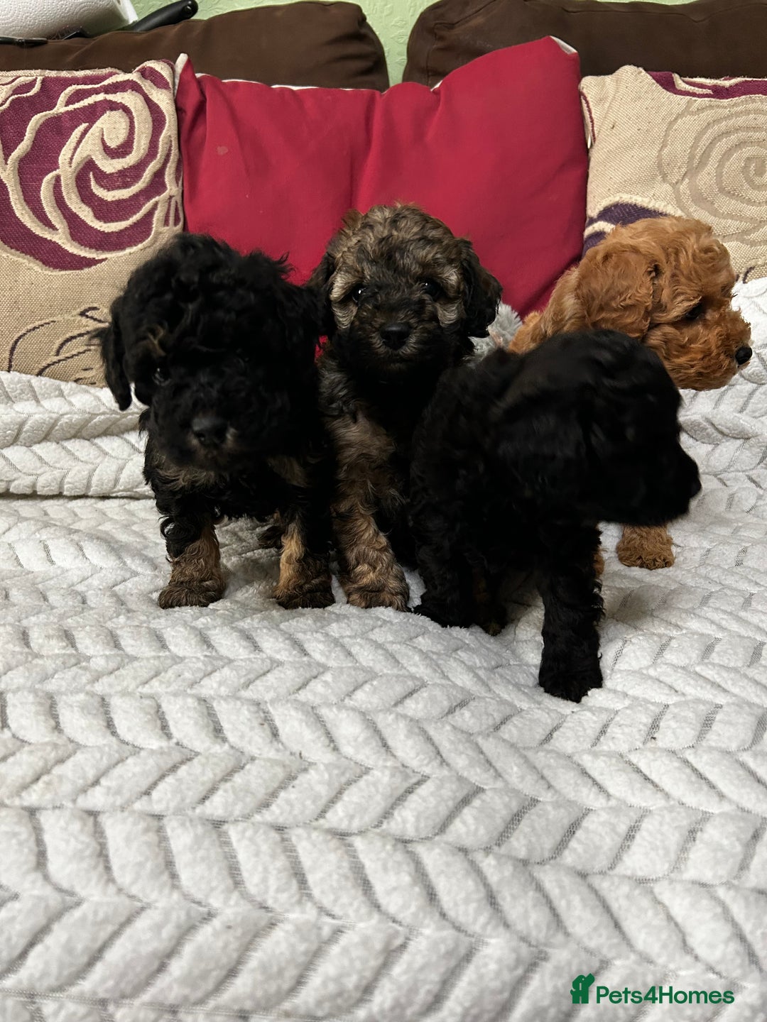 Toy Poodle dogs for sale: Beautiful Toy Poodle Puppies - Image 16