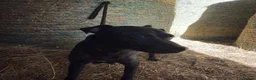 Patterdale Terrier dogs for sale: Patterdale Terriers  - Advert 5