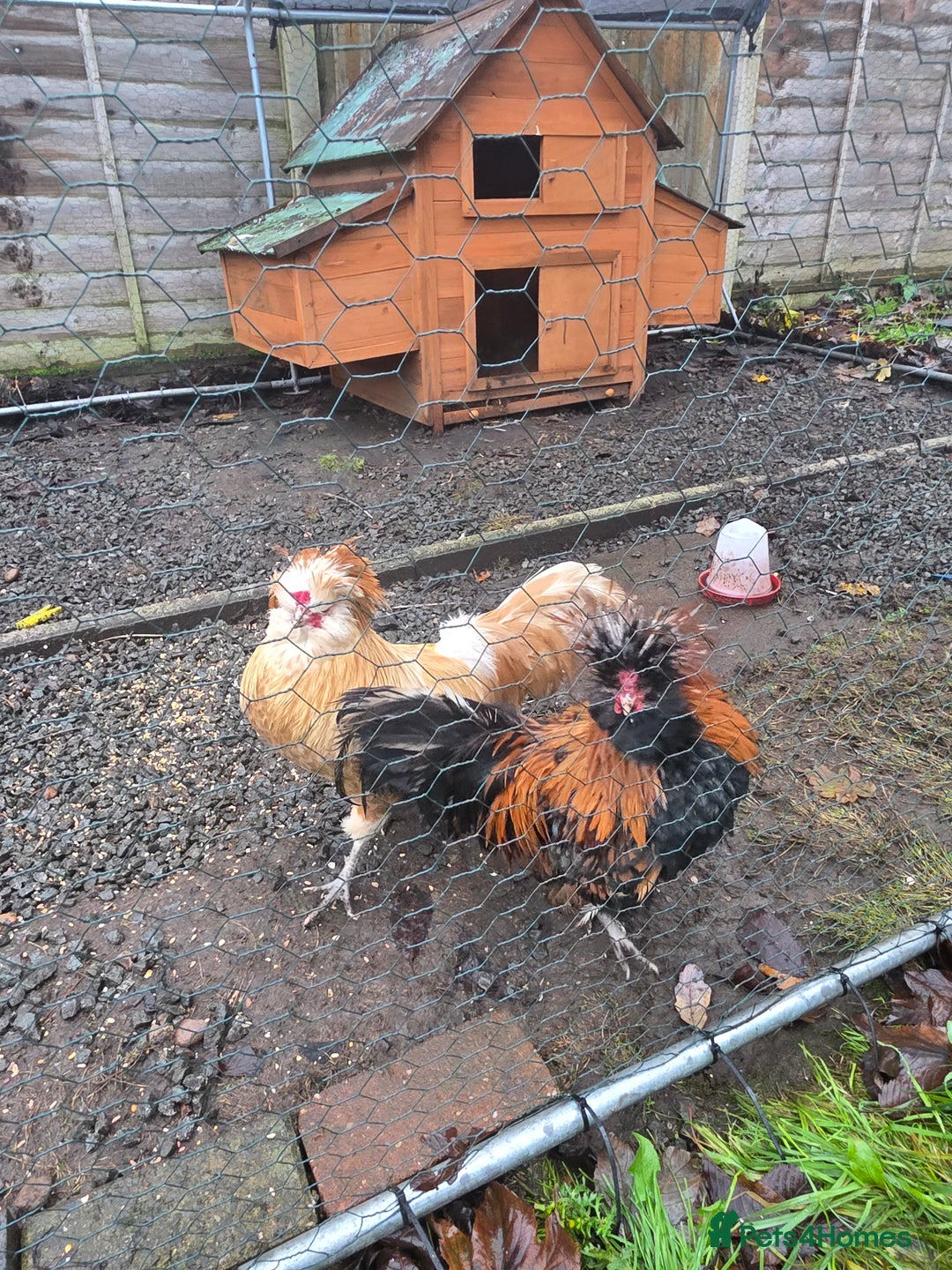 Chickens poultry for sale: Polish Chickens - Advert 5