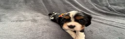 Cavalier King Charles Spaniel dogs for sale: Sweet RKCR Cavalier King Charles Spaniel Puppies - Advert 21