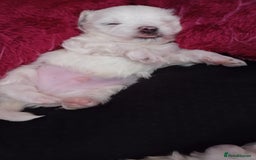 Maltese dogs for sale: Maltese puppies - Image 12