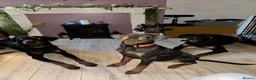 Mixed Breed dogs for sale: Doberman Rottweiler cross for sale  - Advert 7