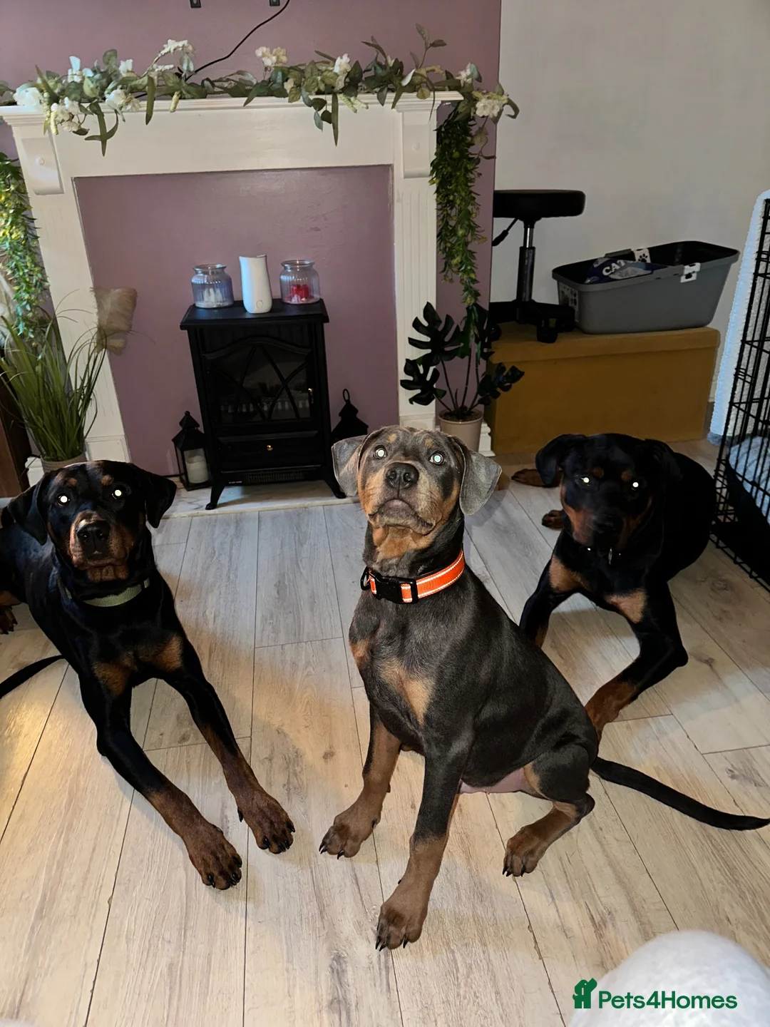 Mixed Breed dogs for sale: Doberman Rottweiler cross for sale  - Advert 7
