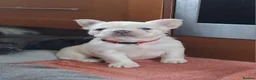 French Bulldog dogs for sale: Fluffy French Bulldog Puppies - Advert 8