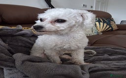 Bichon Frise dogs for sale: Beautiful Female Bichon Frise – Looking for a home - Advert 4