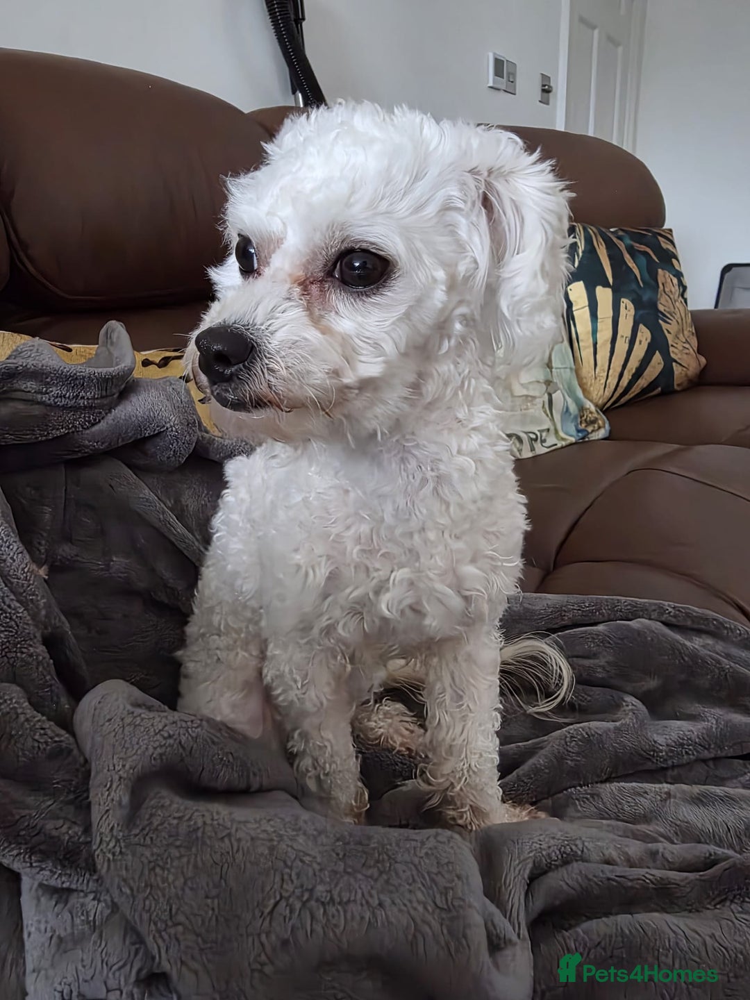 Bichon Frise dogs for sale: Beautiful Female Bichon Frise – Looking for a home - Advert 4