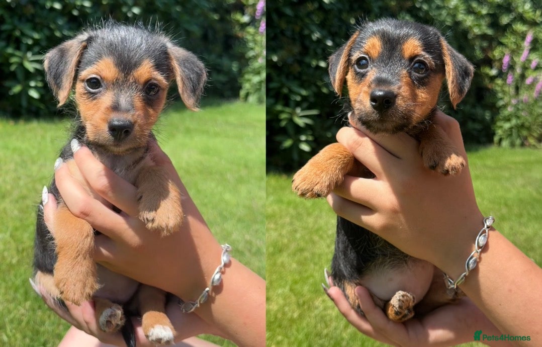 Mixed Breed dogs Norfolk x mini Dachs puppies - Advert 3