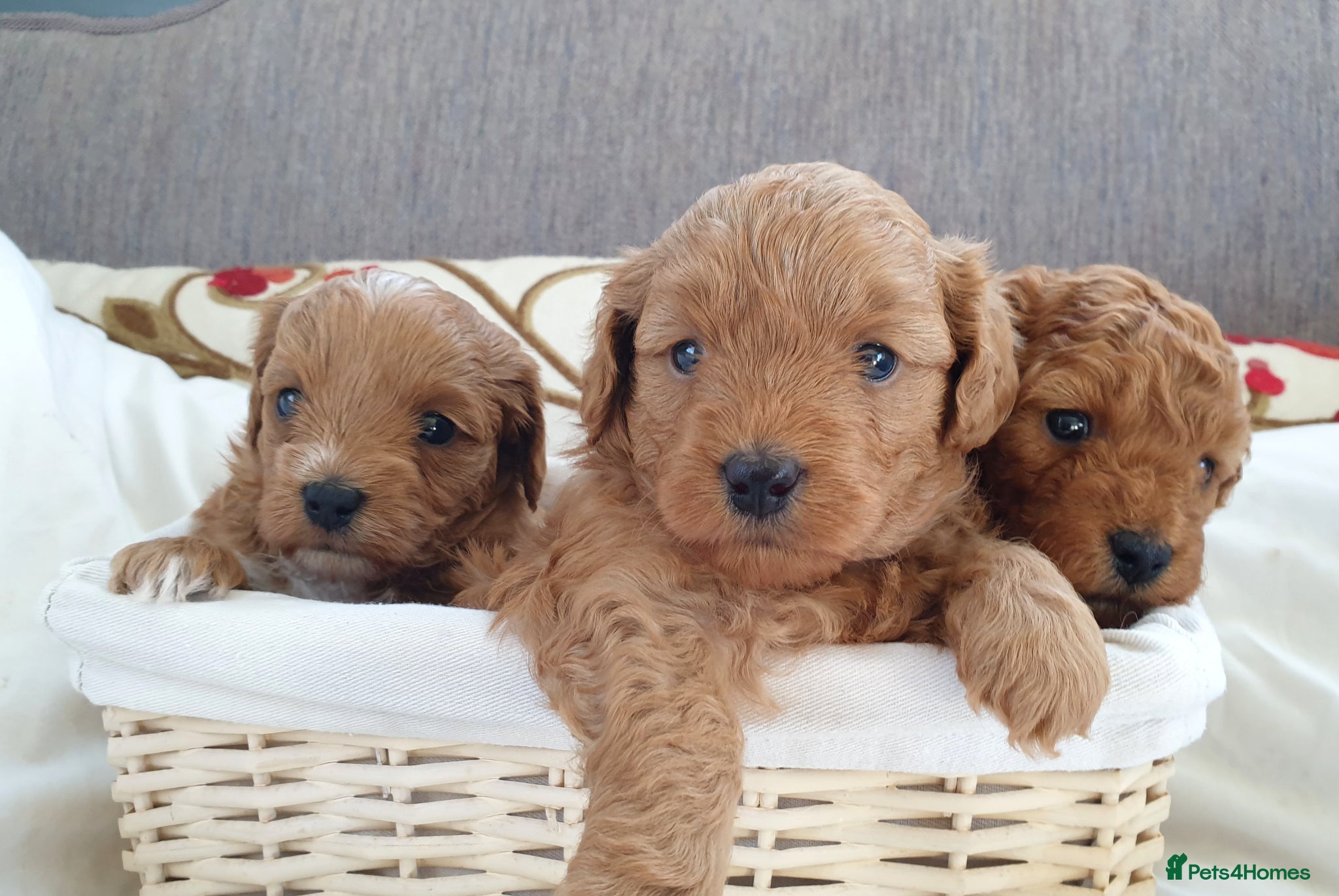 Mixed Breed dogs Cotonoodle/Cotonpoo F1b health tested parents - Advert 10