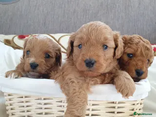 Mixed Breed dogs Cotonoodle/Cotonpoo F1b health tested parents - Advert 17