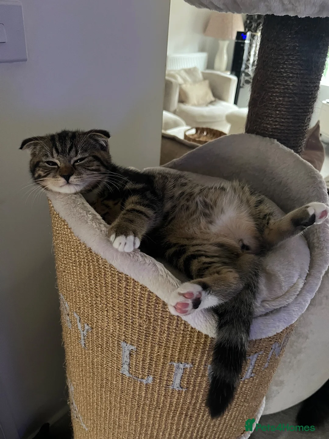 Scottish Fold cats for sale: Beautiful girl Scottish fold  - Advert 6