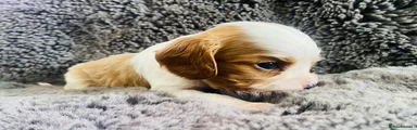 Cavalier King Charles Spaniel 3