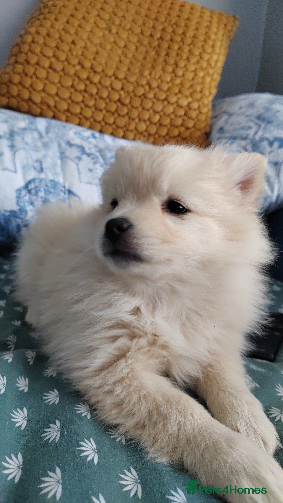 Pomeranian dogs FINAL SALE!! Fluffy POMERANIANS for SALE - Advert 6