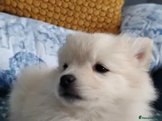 Pomeranian dogs FINAL SALE!! Fluffy POMERANIANS for SALE - Advert 6