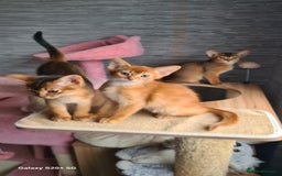 Abyssinian cats for sale: Abisinian kittens  - Image 20