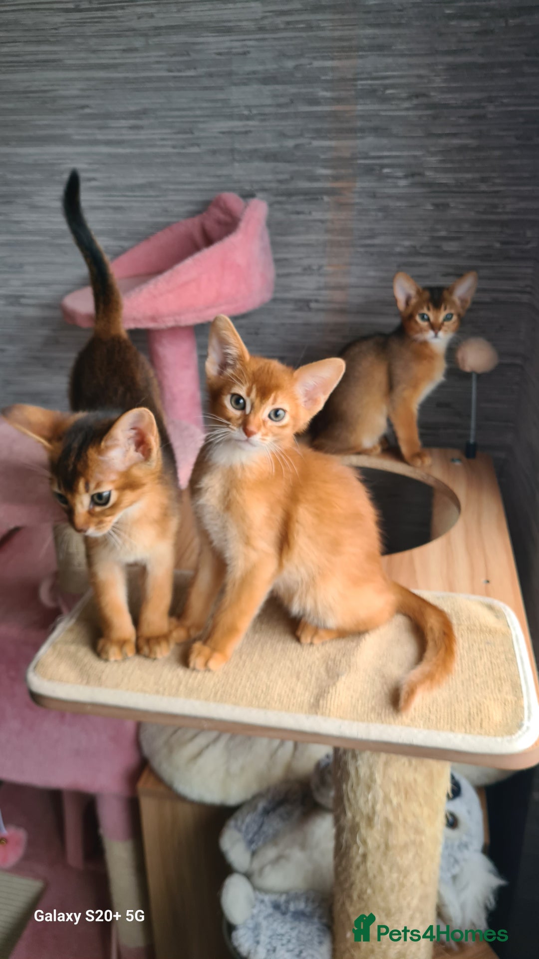 Abyssinian cats for sale: Abisinian kittens  - Image 20