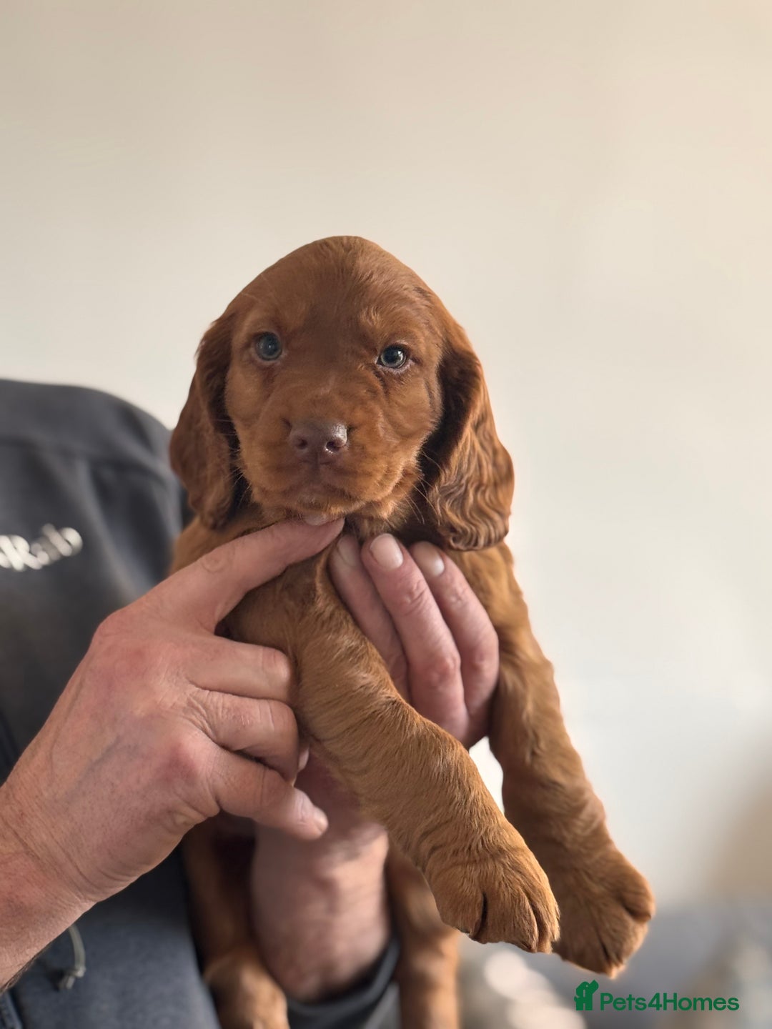 Cocker Spaniel dogs for sale: KC Reg Red Cocker Boy - Advert 6