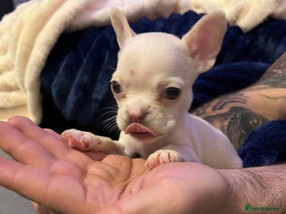 French Bulldog dogs French bulldog - Advert 7