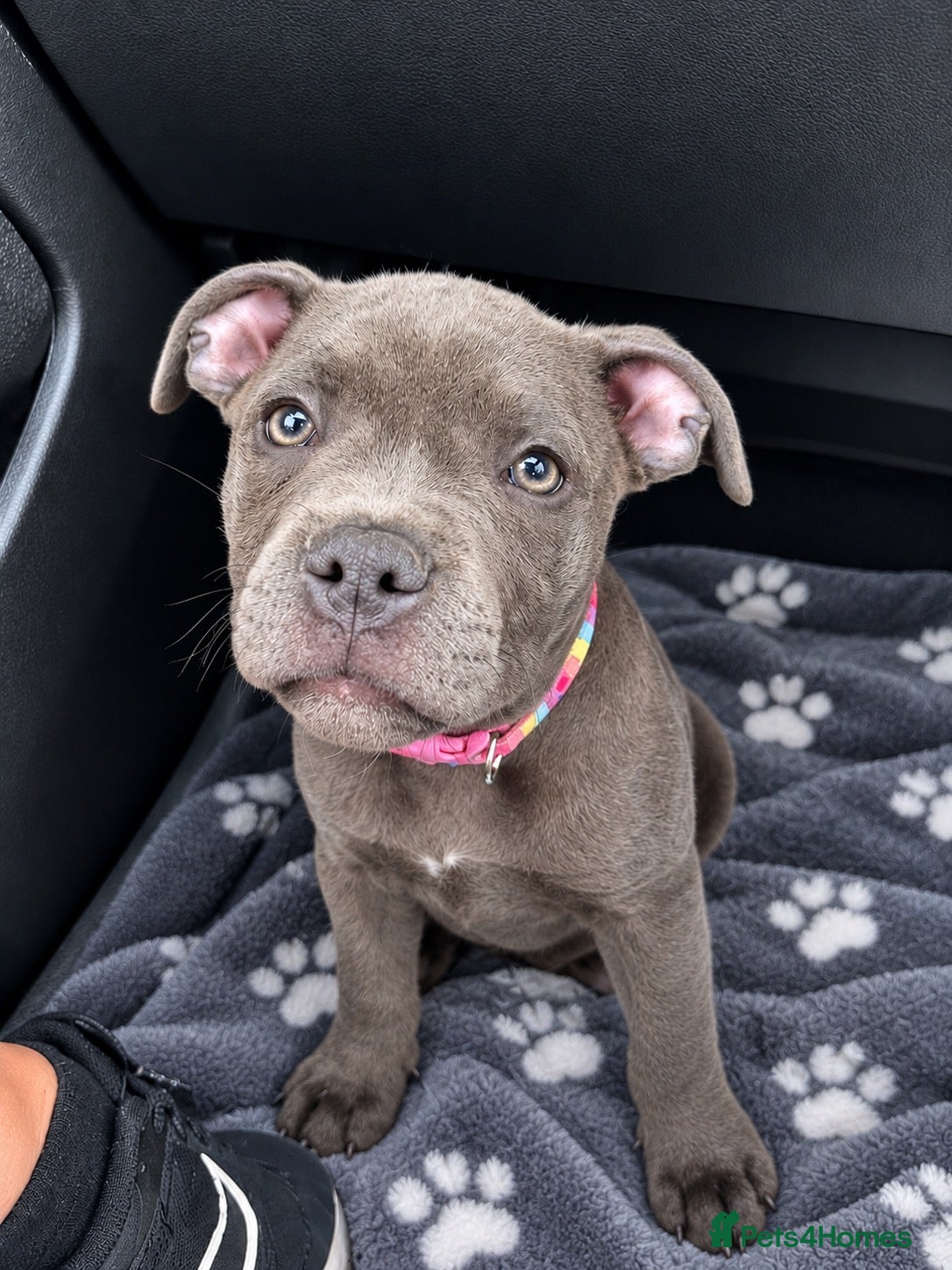 Staffordshire Bull Terrier dogs for sale: 7 months old kc registered staff looking for home  - Advert 2