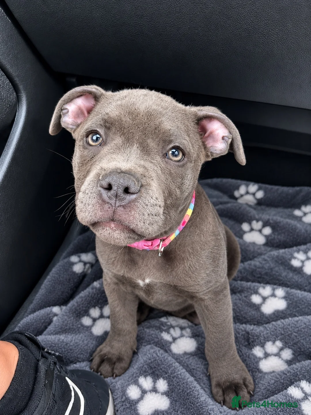 Staffordshire Bull Terrier dogs for sale: 7 months old kc registered staff looking for home  - Advert 1
