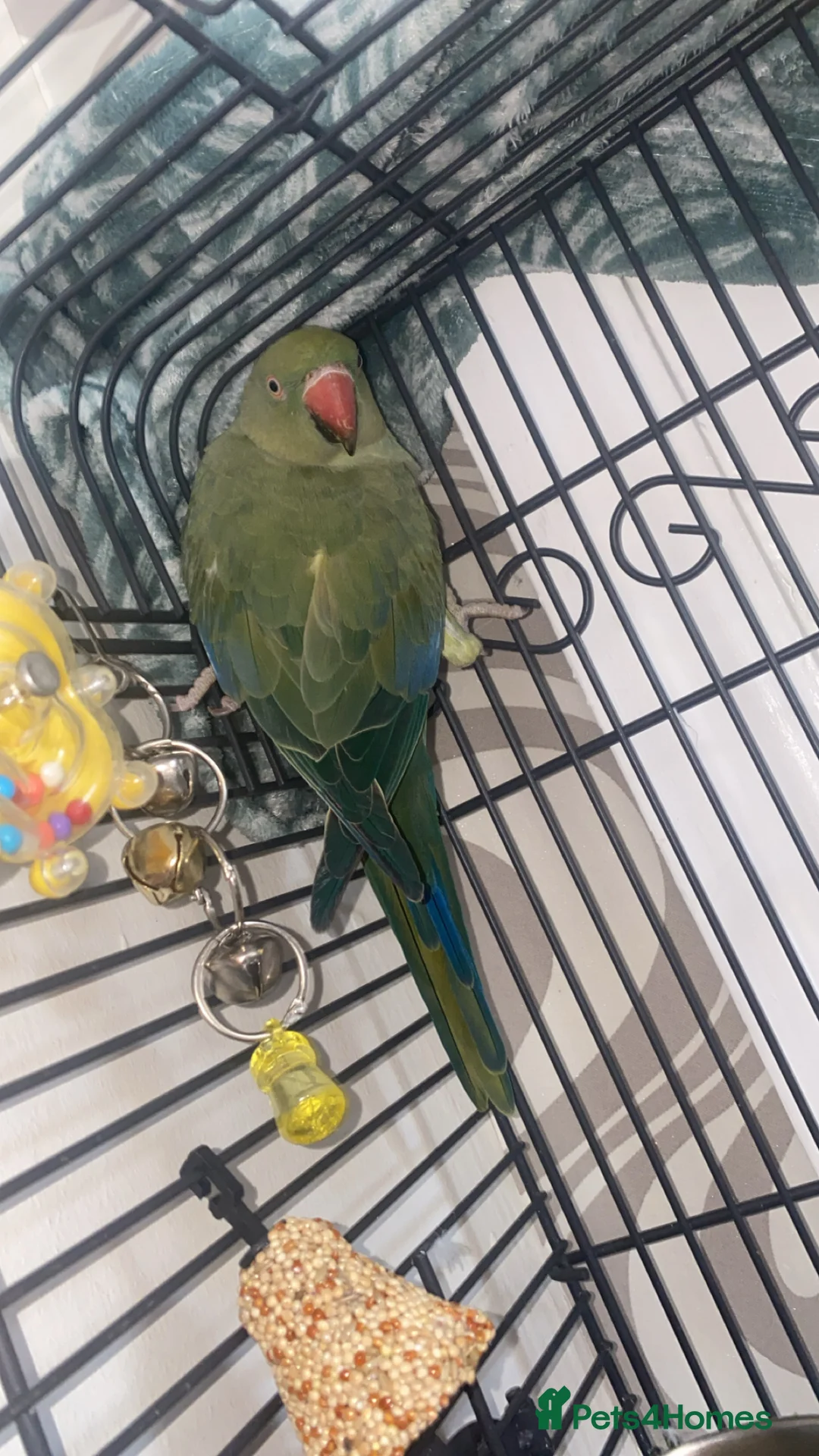 Ringnecks birds for sale: Indian ring neck parrot - Advert 4