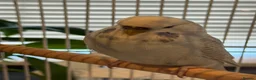 Budgerigars birds for sale: Mr Moh - Advert 4