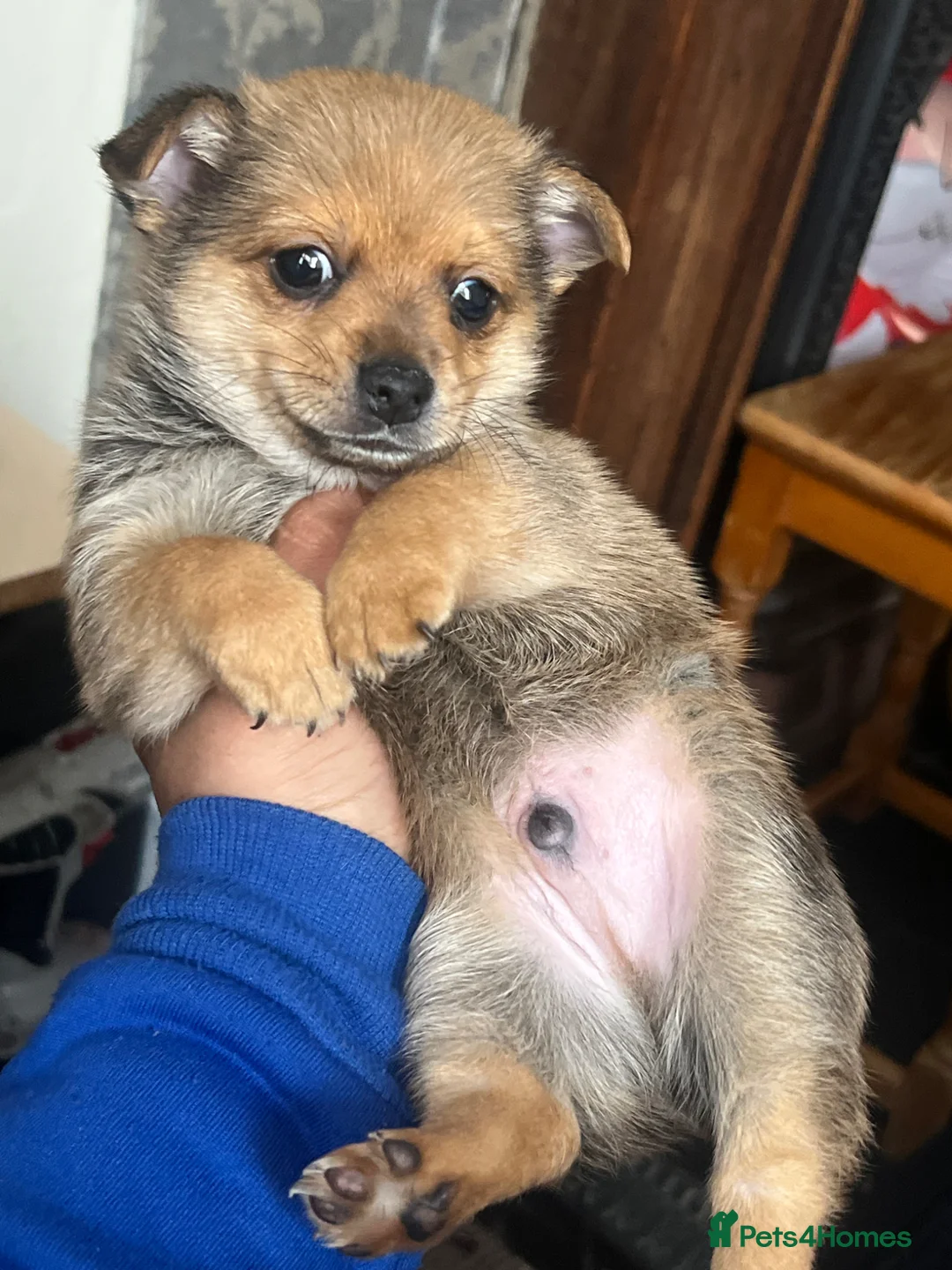 Pomchi dogs for sale: A boy  in Wisbech - Advert 5