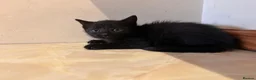 Mixed Breed cats for sale: Kittens ready Now 2 female 3 male - Advert 10