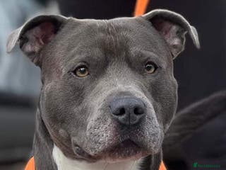 Staffordshire Bull Terrier dogs BLUE Proven 50+ litters, natural and artificial in Erith - Advert 9