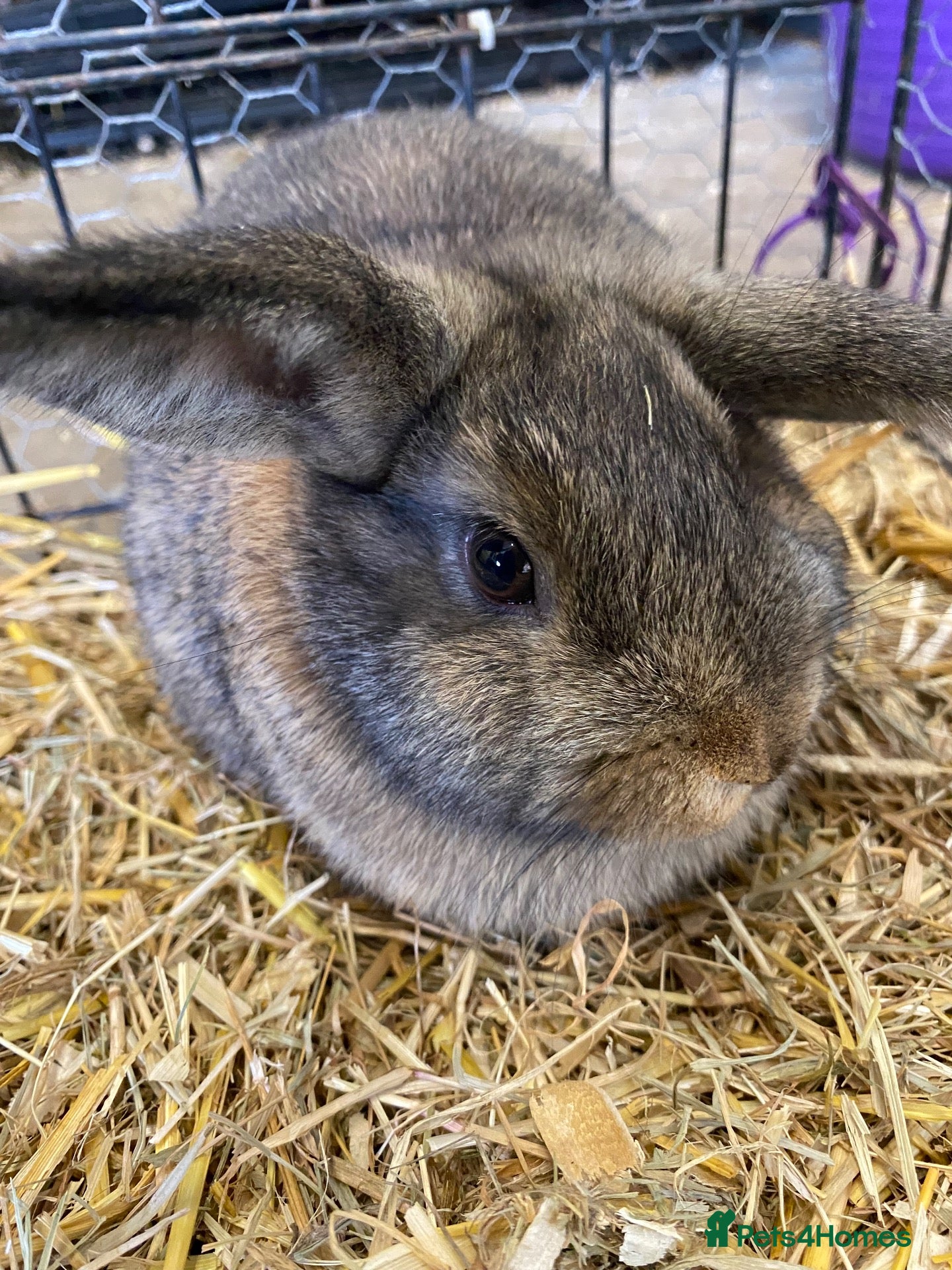 Dwarf Lop rabbits Dwarf lop female baby’s  - Advert 1