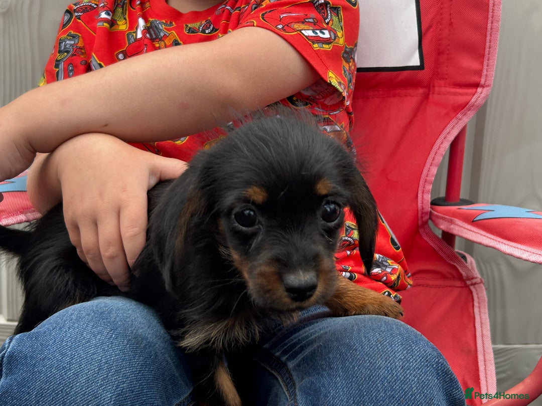 Mixed Breed dogs for sale: Dorkie puppies - Image 12