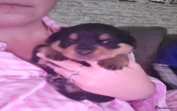 Rottweiler dogs for sale: 1 male 1 female rottweiler  - Image 22