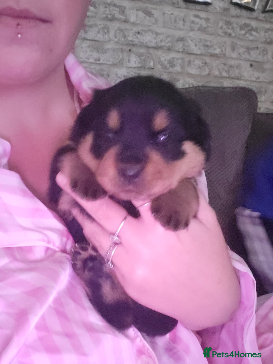 Rottweiler dogs for sale: 1 male 1 female rottweiler  - Image 22