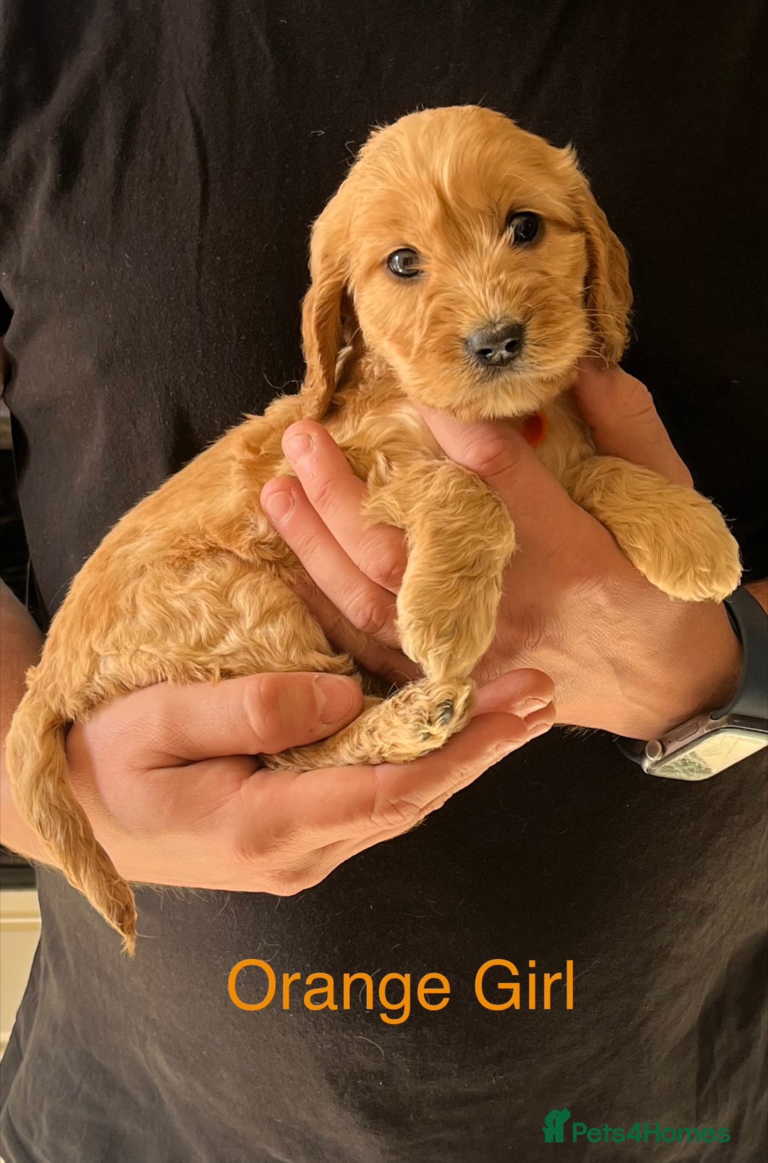 Cockapoo dogs for sale: Beautiful Cockapoo Puppies - Image 9