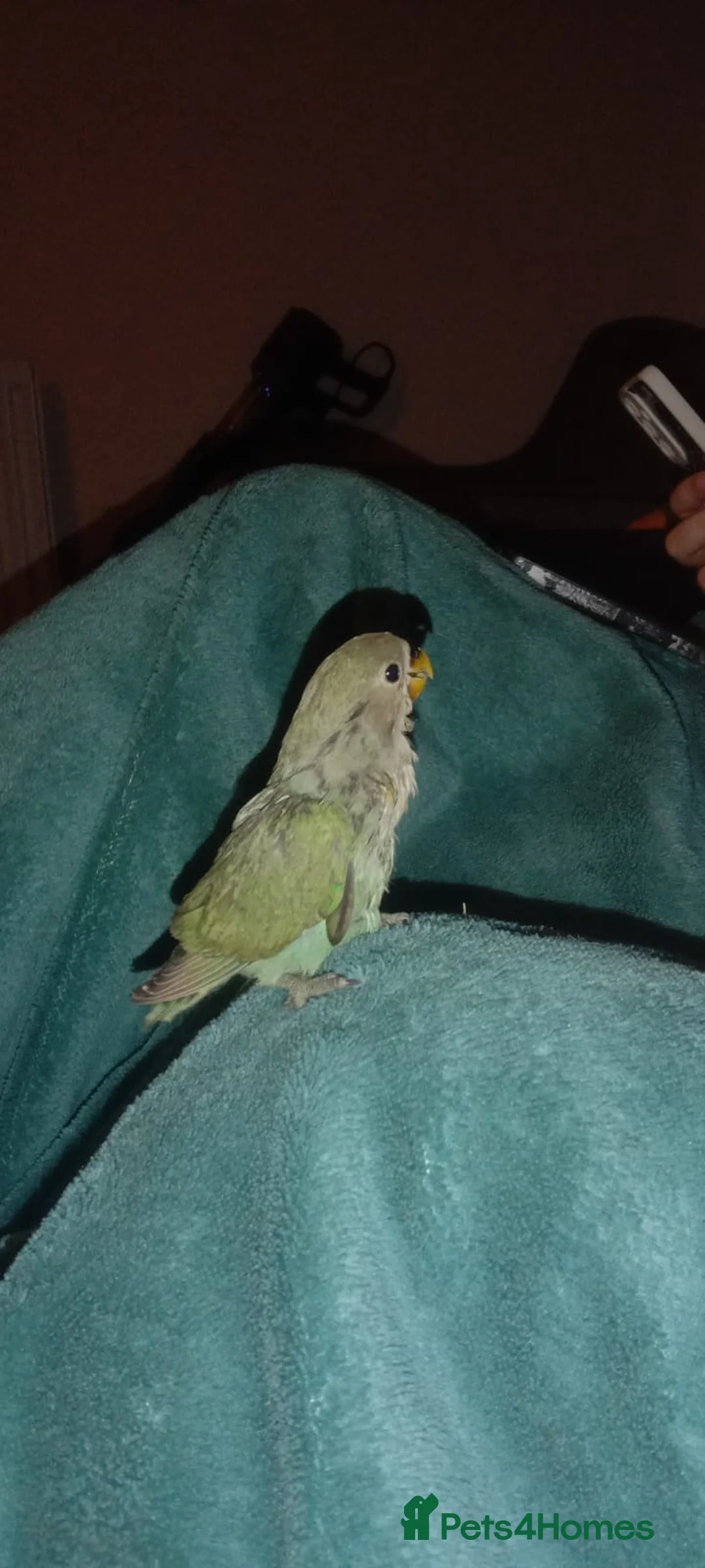 Lovebirds birds for sale: 8 tame lovebirds  - Advert 11