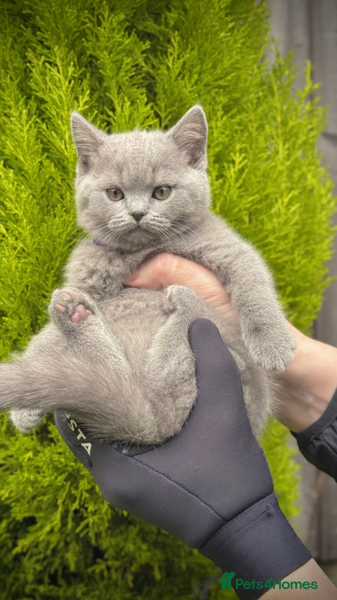 British Shorthair cats for sale: Adorable British Shorthair Blue and Lilic kittens - Advert 25