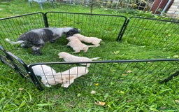 Cockapoo dogs for sale: Beautiful f1 cockapoo puppies - Image 8