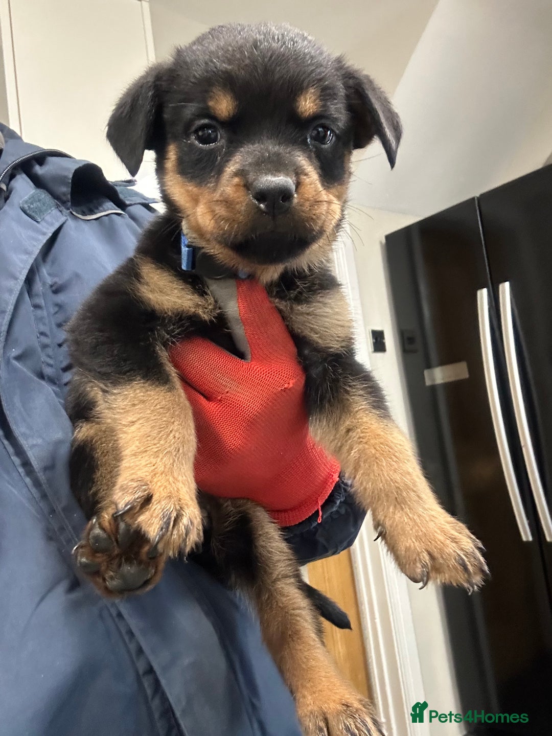Rottweiler dogs for sale: Rottweiler puppies For sale  - Image 10