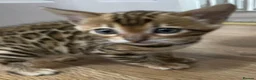 Bengal cats for sale: Bengal Kittens GCCF Registered - Advert 4