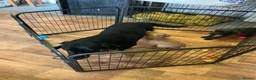 Labrador Retriever dogs for sale: Labrador  in Doncaster - Advert 1