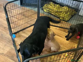 Labrador Retriever dogs Labrador - Advert 4
