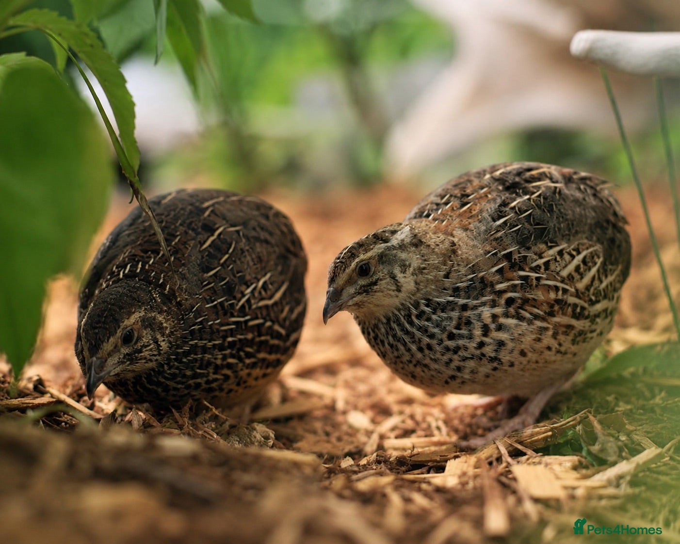 Quail poultry Male Coturnix Quails for Sale - Advert 1