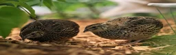 Quail poultry for sale: Male Coturnix Quails for Sale - Advert 1