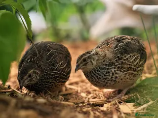 Quail poultry Male Coturnix Quails for Sale - Advert 1