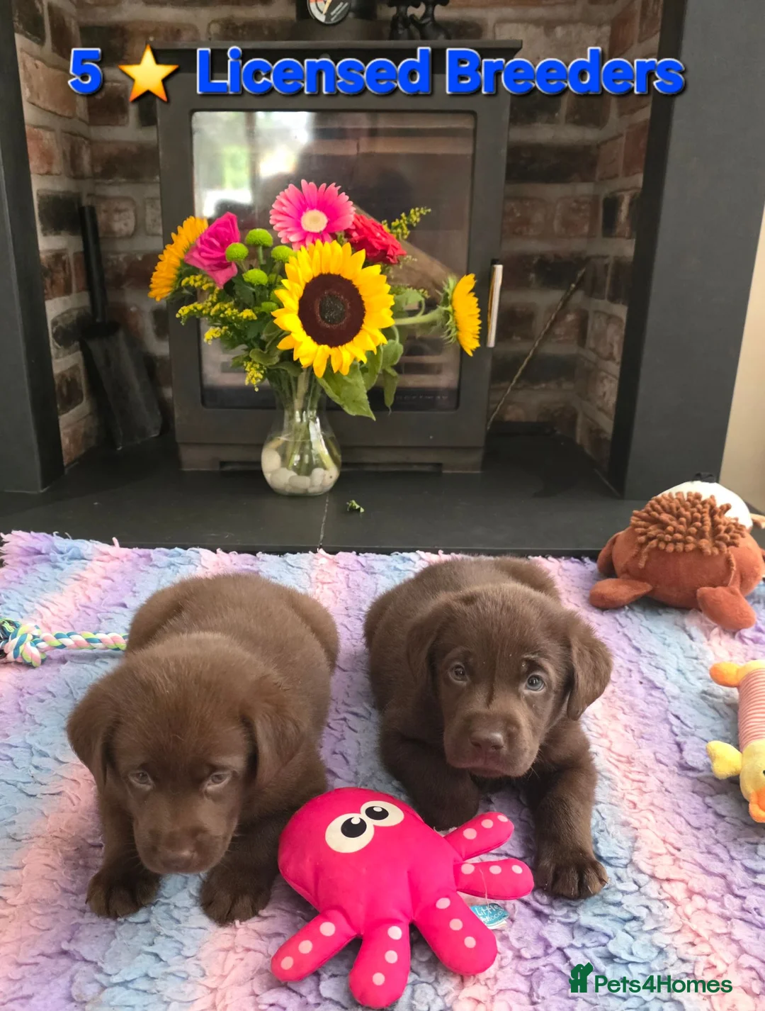 Labrador Retriever dogs for sale: Gorgeous Chocolate Labrador Puppies  - Advert 1